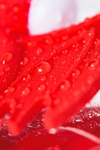 Красное эрекционное кольцо на пенис JOS COCKY DEVIL 782015