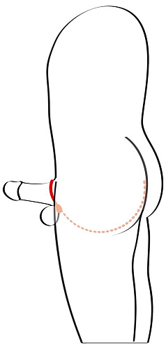 Чёрное эрекционное кольцо с цепочкой для стимуляции ягодиц Orion 0515817
